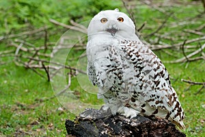 Snowy Owl (Bubo scandiacus) photo