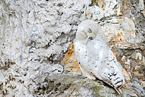 Snowy owl or Bubo scandiacus