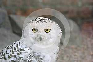 Snowy owl, Bubo Scandiacus