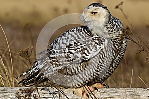 Snowy Owl (Bubo scandiacus).