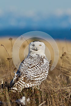 Snowy Owl (Bubo scandiacus).