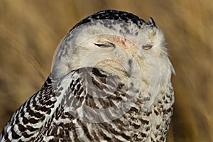 Snowy Owl (Bubo scandiacus).