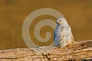 Snowy Owl (Bubo scandiacus).