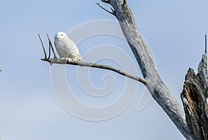 Snowy Owl (Bubo scandiacus)