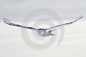 Snowy Owl (Bubo scandiacus)