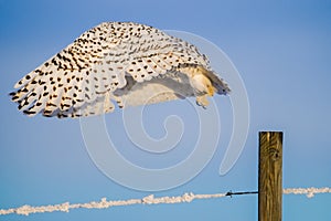 Snowy Owl (Bubo Scandiacus)