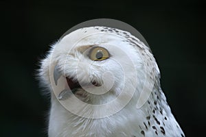 Snowy owl (Bubo scandiacus).