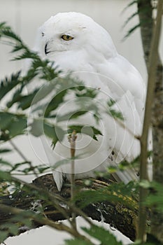 Snowy owl (bubo scandiacus)