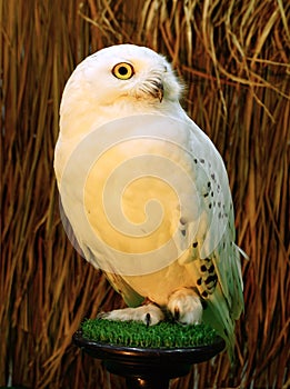 Snowy Owl - Bubo scandiacus