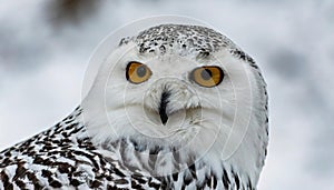 snowy owl - Bubo scandiacus - aka polar, Arctic owl is a large, white owl of the true owl family and are native to the Arctic