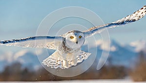 snowy owl - Bubo scandiacus - aka polar, Arctic owl is a large, white owl of the true owl family. Snowy owls are native to the