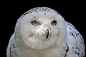 Snowy Owl (Bubo scandiacus) Arctic Owl