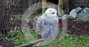 Snowy owl, Bubo scandiacus, bird of the Strigidae family