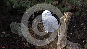 Snowy owl, Bubo scandiacus, bird of the Strigidae family