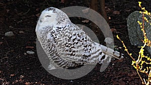 Snowy owl, Bubo scandiacus, bird of the Strigidae family.