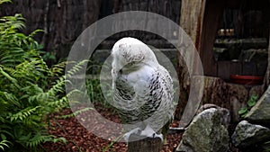 Snowy owl, Bubo scandiacus, bird of the Strigidae family.