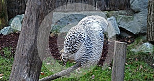 Snowy owl, Bubo scandiacus, bird of the Strigidae family.