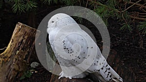 Snowy owl, Bubo scandiacus, bird of the Strigidae family.