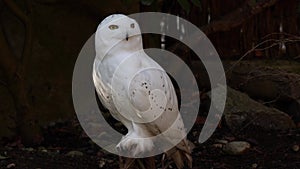 Snowy owl, Bubo scandiacus, bird of the Strigidae family.