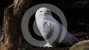 Snowy owl, Bubo scandiacus, bird of the Strigidae family.