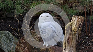 Snowy owl, Bubo scandiacus, bird of the Strigidae family. With a yellow eye