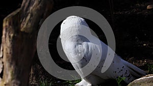 Snowy owl, Bubo scandiacus, bird of the Strigidae family. With a yellow eye