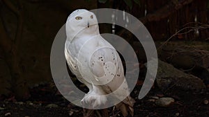 Snowy owl, Bubo scandiacus, bird of the Strigidae family. With a yellow eye