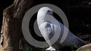 Snowy owl, Bubo scandiacus, bird of the Strigidae family. With a yellow eye