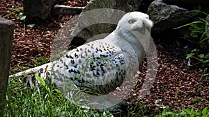 Snowy owl, Bubo scandiacus, bird of the Strigidae family. With a yellow eye