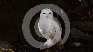 Snowy owl, Bubo scandiacus, bird of the Strigidae family. With a yellow eye