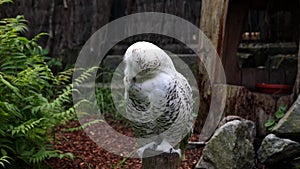 Snowy owl, Bubo scandiacus, bird of the Strigidae family. With a yellow eye