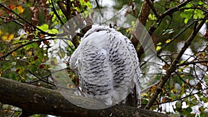 Snowy owl, Bubo scandiacus, bird of the Strigidae family. With a yellow eye