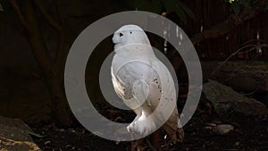 Snowy owl, Bubo scandiacus, bird of the Strigidae family. With a yellow eye