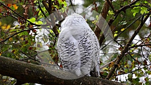 Snowy owl, Bubo scandiacus, bird of the Strigidae family. With a yellow eye