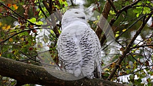 Snowy owl, Bubo scandiacus, bird of the Strigidae family. With a yellow eye