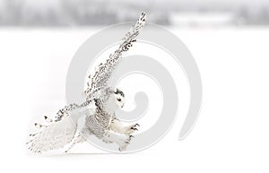 A Snowy owl Bubo scandiacus closeup isolated on white background landing in a snow covered field in Ottawa, Canada