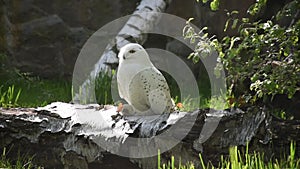 Snowy owl bubo scandiacus closeup, summer green trees