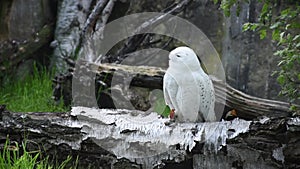 Snowy owl bubo scandiacus closeup, summer green trees