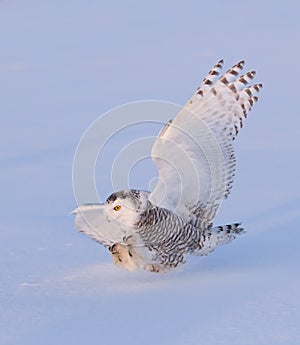 A Snowy owl isolated against a blue background coming in for the kill on a snow covered field in Canada