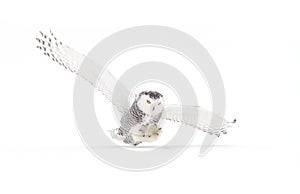 A Snowy owl isolated against a white background coming in for the kill on a snow covered field in Canada