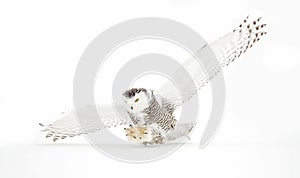 Snowy owl Bubo scandiacus isolated against a white background coming in for the kill over a snow covered field in Canada photo