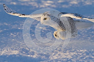 A Snowy owl Bubo scandiacus coming in for the kill at sunset over a snow covered field in Canada