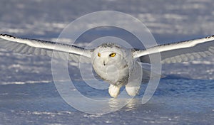 A Snowy owl Bubo scandiacus coming in for the kill at sunset over a snow covered field in Canada