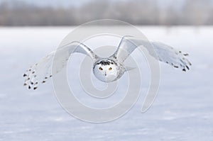 A Snowy owl Bubo scandiacus female flying low and hunting over a snow covered field in Ottawa, Canada