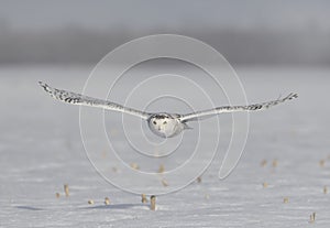 A Snowy owl Bubo scandiacus female flying low and hunting over a snow covered field in Ottawa, Canada