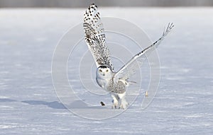 A Snowy owl Bubo scandiacus female flying low and hunting over a snow covered field in Ottawa, Canada