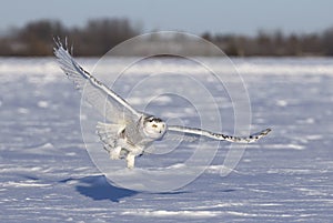 A Snowy owl Bubo scandiacus female flying low and hunting over a snow covered field in Ottawa, Canada