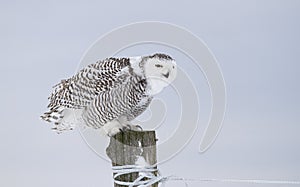 A Snowy owl Bubo scandiacus female perched on a post in winter hunting over a snow covered field in Quebec, Canada