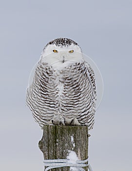 A Snowy owl Bubo scandiacus female perched on a post in winter hunting over a snow covered field in Quebec, Canada