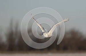 A Snowy owl Bubo scandiacus flies low hunting over an open sunny snowy cornfield in Ottawa, Canada